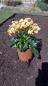 Preview: Topf aus Edelrost  zum bepflanzen ca. 16-17 cm hoch
