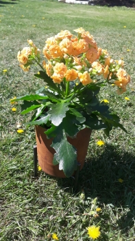 Topf aus Edelrost  zum bepflanzen ca. 16-17 cm hoch