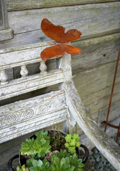 Preview: Schmetterling Falter