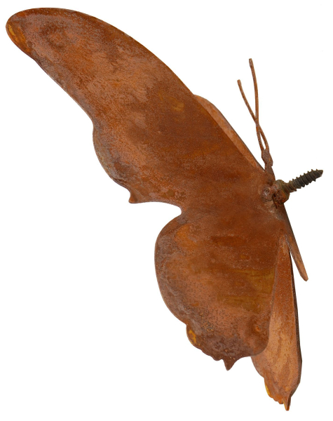 Schmetterling Falter